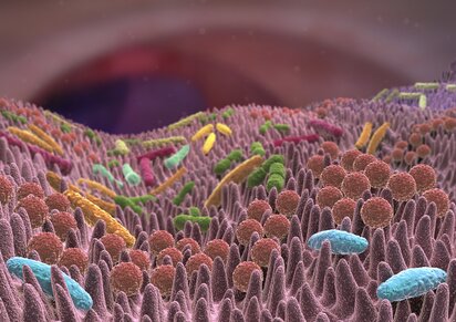 Lymphozyten in der Darmschleimhaut